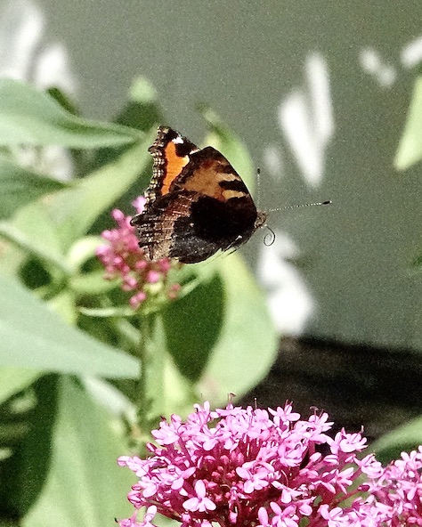 small tortoiseshell